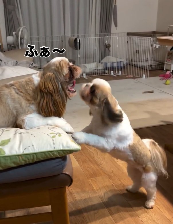 あくびするアンちゃん