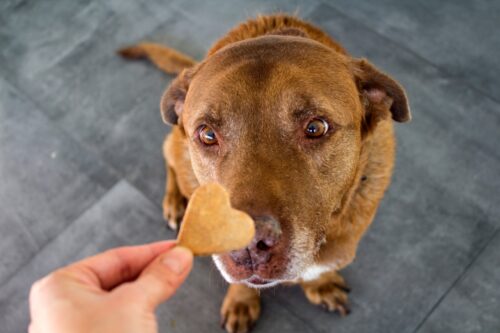犬にクッキーを与えている人