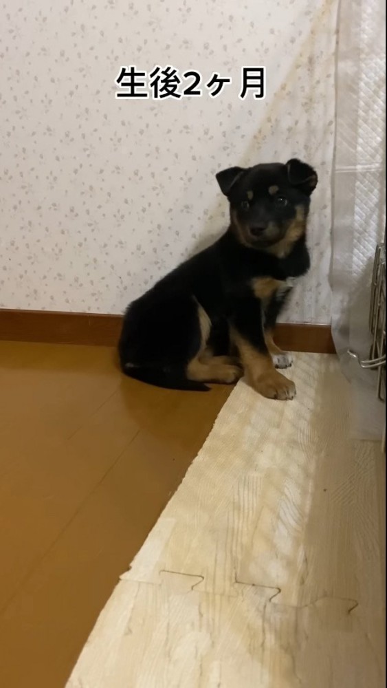 振り向く子犬