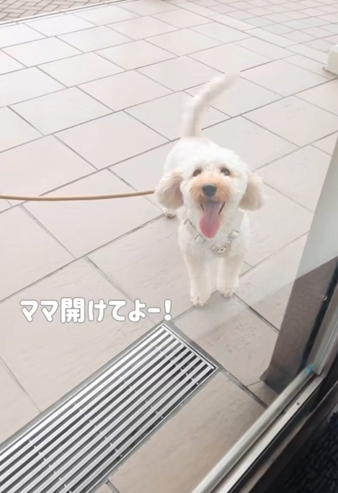 窓越しに見つめる犬