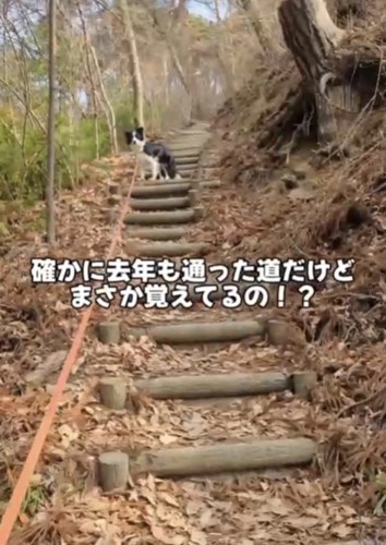 階段の途中で振り返る犬