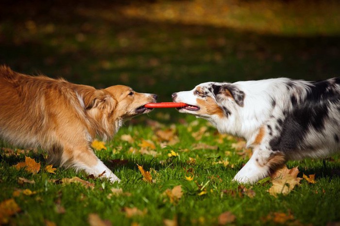 おもちゃを取り合っている犬の写真