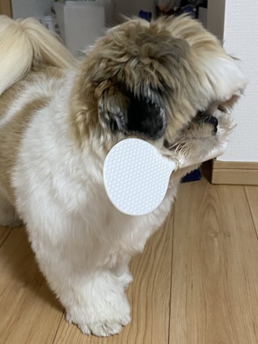真剣