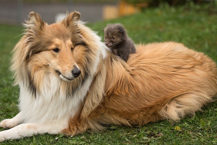 子ぎつねと犬