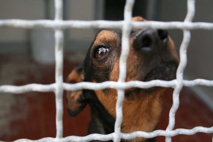 犬舎の中の犬の顔アップ