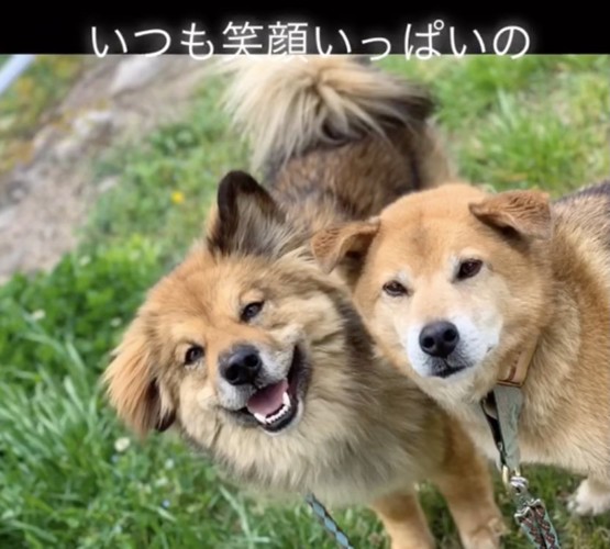 他のワンコとも仲良し