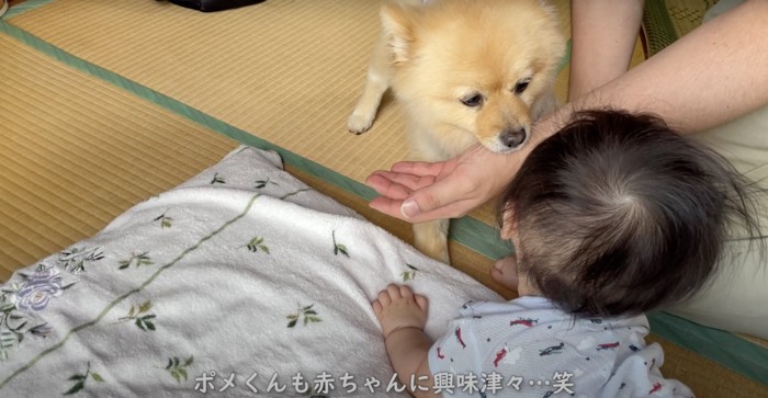 手で止められる犬