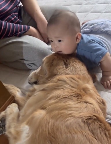 犬に寄り添う赤ちゃん