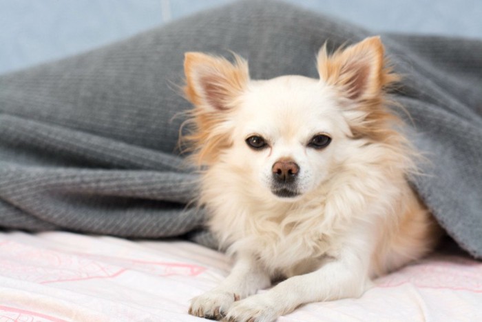 毛布をかぶっている犬