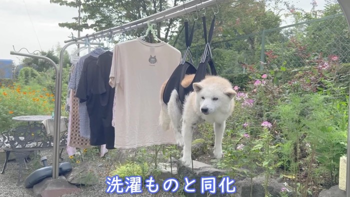 洗濯物と同化