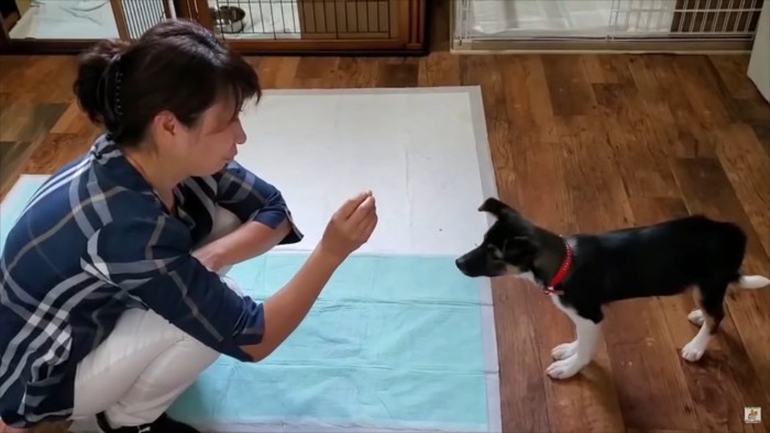 女性と子犬