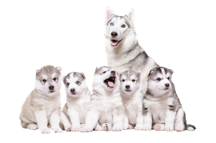 ハスキーの母犬と子犬たち