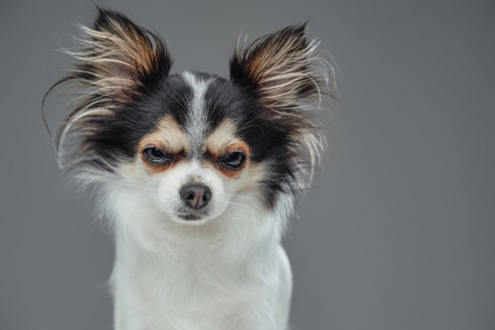 睨むような目つきの犬