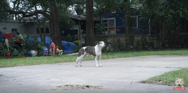 ぼんやりと立ちすくむ犬