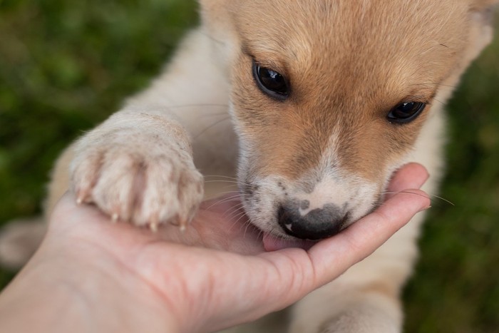 人の手を舐める子犬