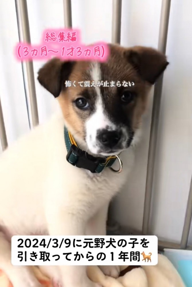 隅で震える子犬2
