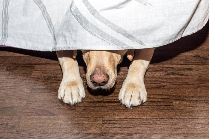 布から手とマズルだけ出ている犬