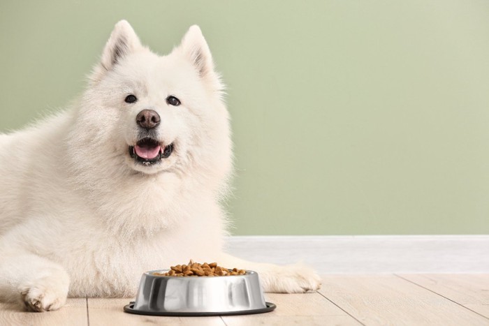 ご飯を前にこちらを見つめる犬