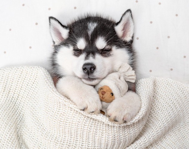 眠るハスキーの子犬