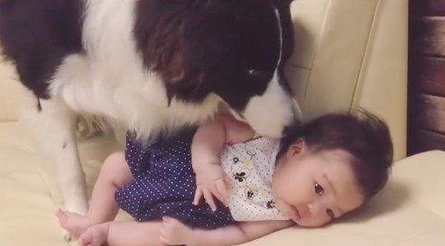 ソファに横になっている赤ちゃんに顔を近づける犬