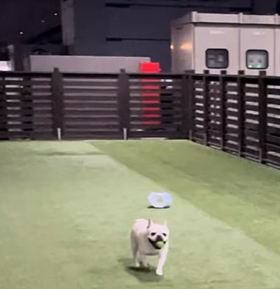 オムツが脱げてしまった犬
