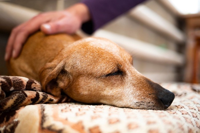 人になでられながら伏せて寝ている犬
