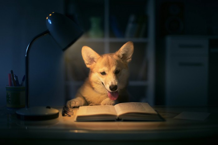 本を読む犬