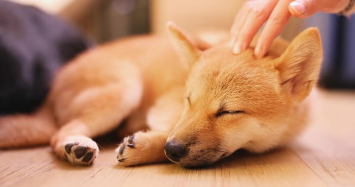 飼い主に頭をなでられながら眠る柴犬の子犬