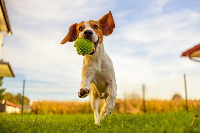 ボールを咥えて走るビーグル犬