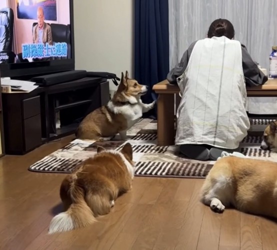 前足をあげる犬