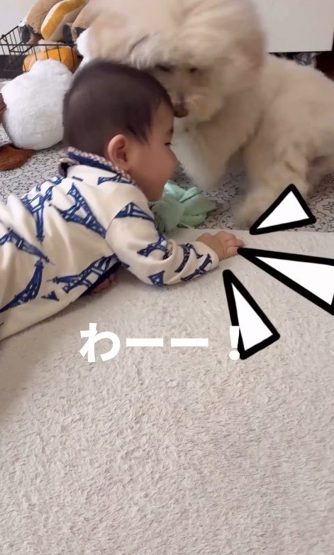 孫を預かった時のチャイちゃん5