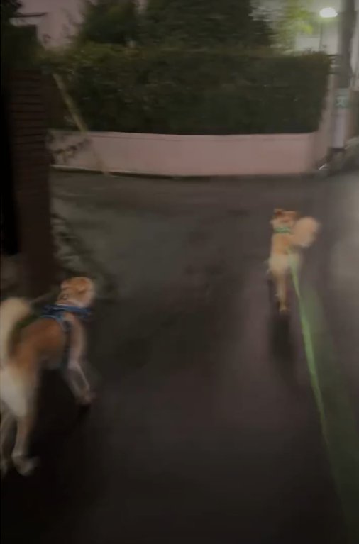 走る犬2