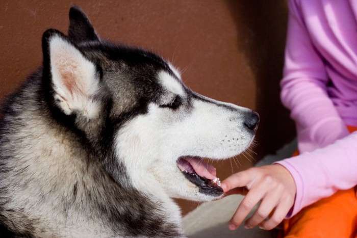 口を触られる犬