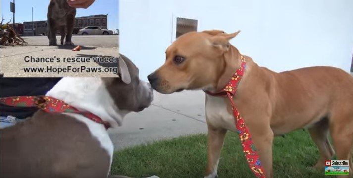 犬同士のあいさつ