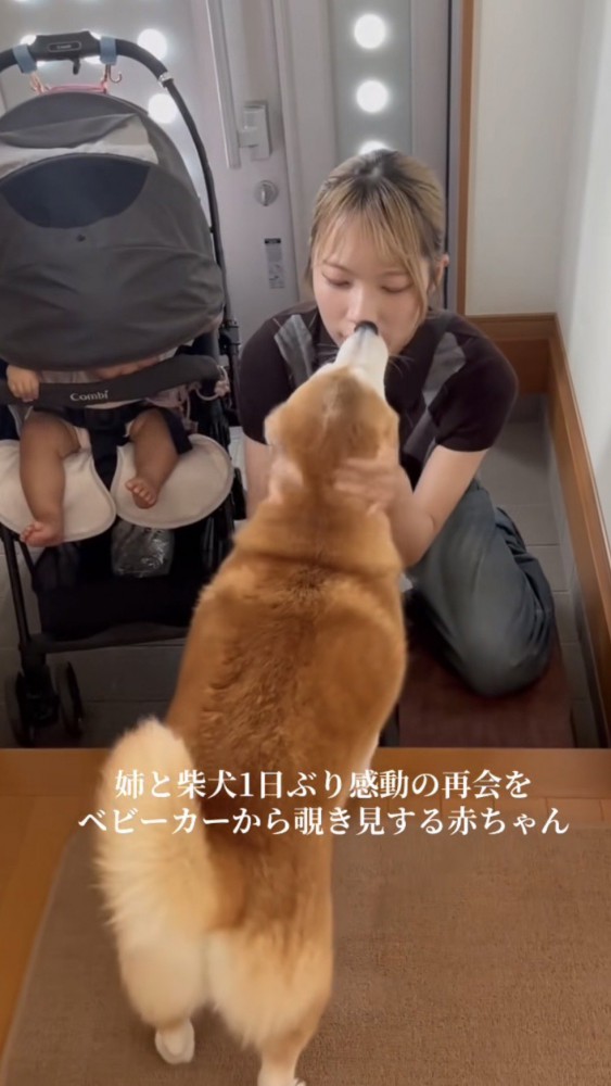 お姉ちゃんに耳を潰される柴犬