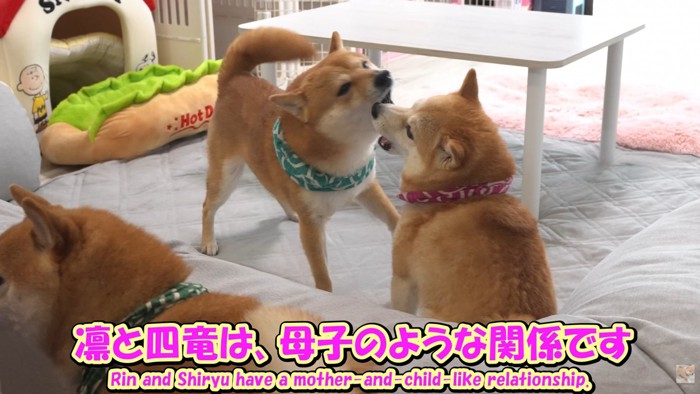 仲良くじゃれ合う2匹♪