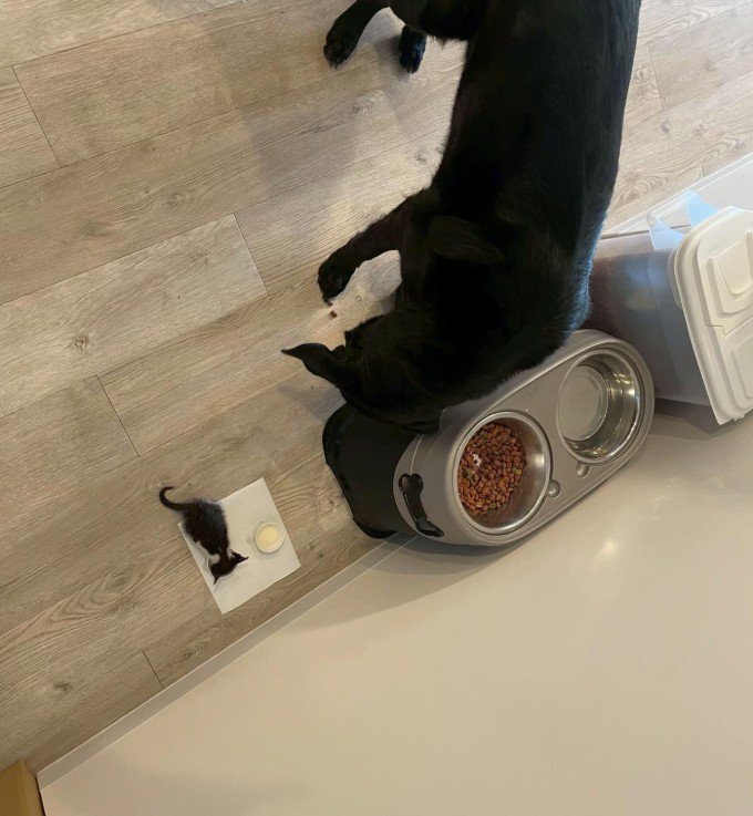 キングくんと子猫⑩