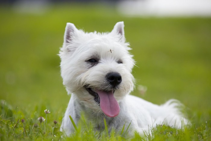 額に蚊がとまっている犬