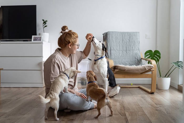 3匹の犬と戯れる女性