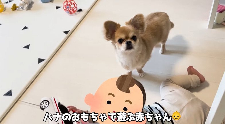 カメラを見る犬