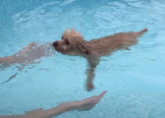 ひとりで泳ぐ犬