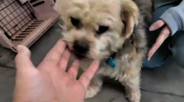 まるるちゃんに触れる飼い主さん%歳で飼育放棄されました