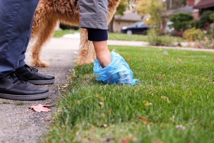 犬のウンチを拾う