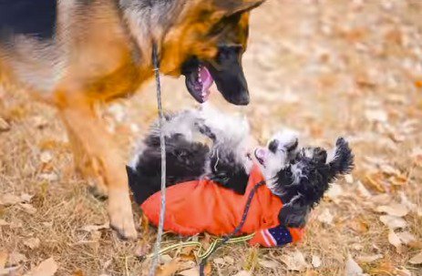 仰向けになった犬に顔を近づける大型犬