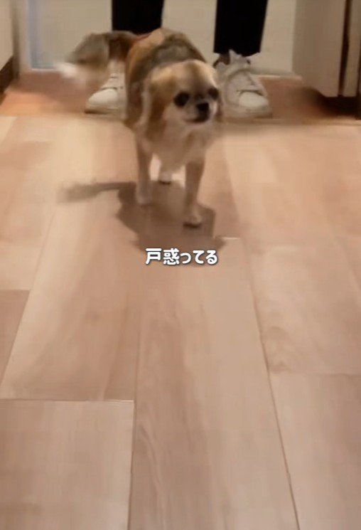 シアルちゃんを迎えた日4