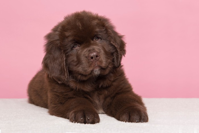 首を傾げながら伏せているニューファンドランドの子犬