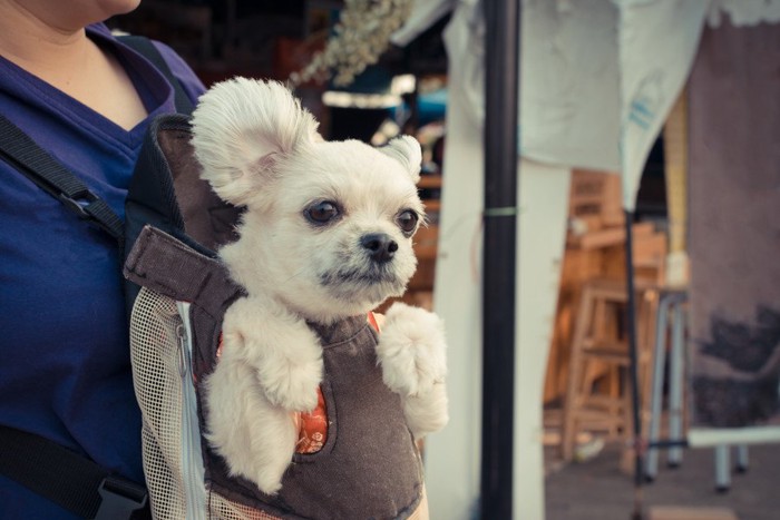 スリングで抱っこされる犬