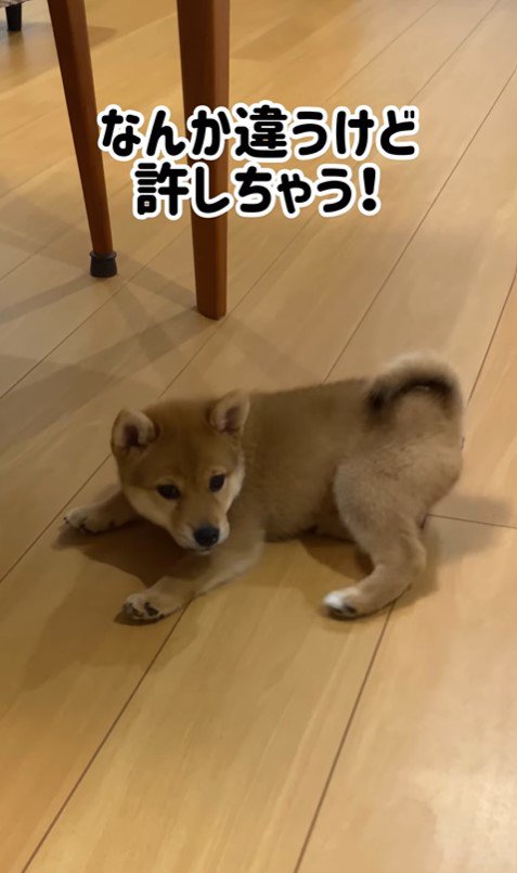 むぎちゃんのふせ9