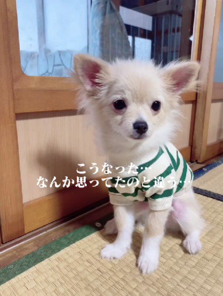 毛質変わった…！