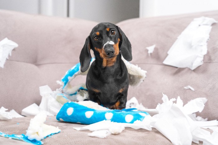 物をボロボロにした犬